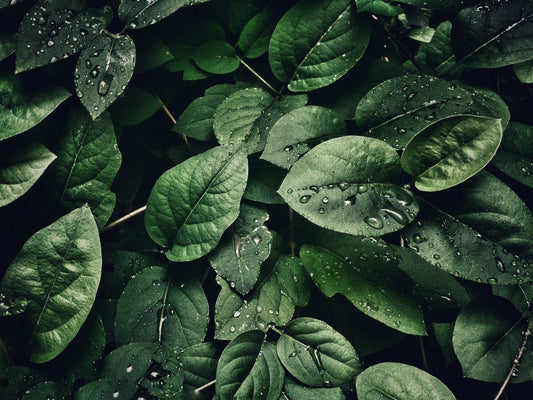 Greener Leaves