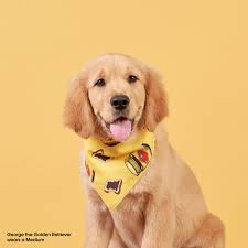 Bandana pour votre bon garçon
