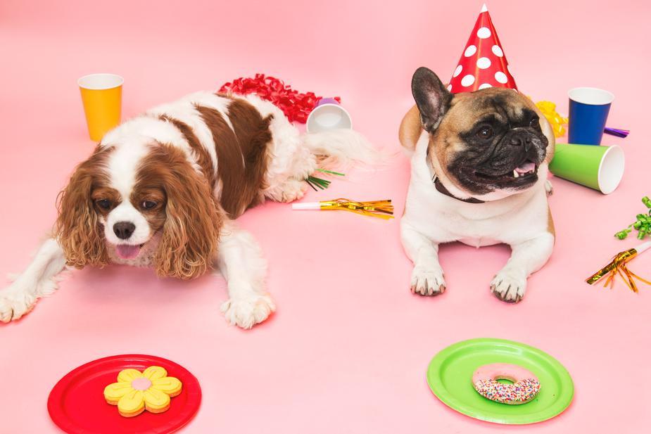 Chapeaux de fête pour votre chien